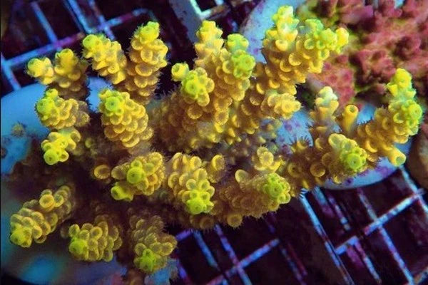 All WYSIWYG Corals