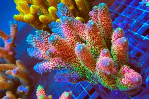 Acros Corals