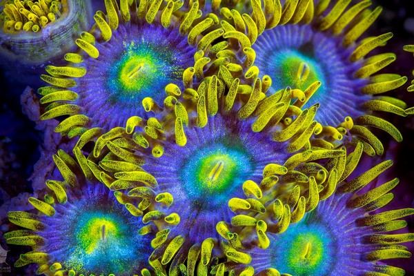 Zoas