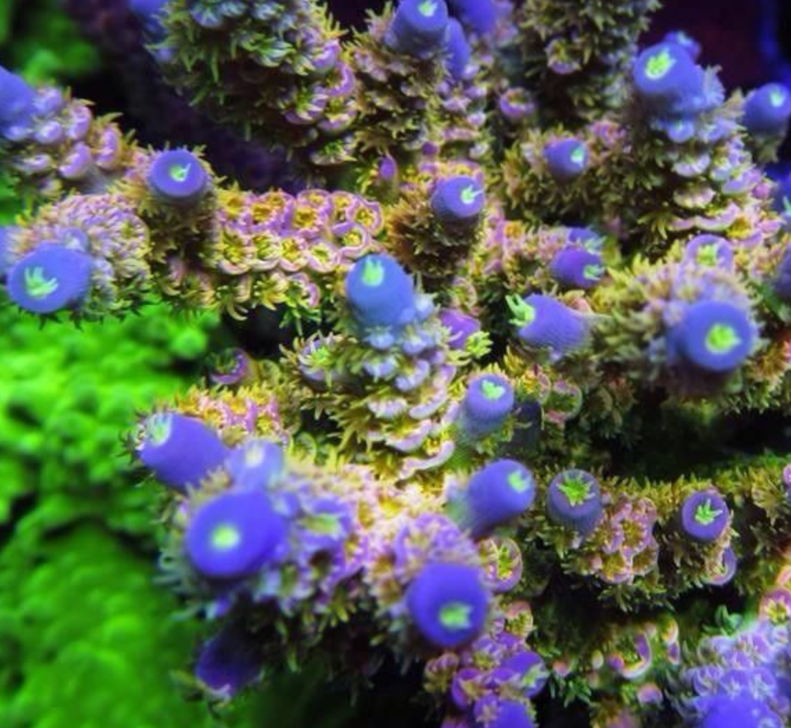 SPS Corals