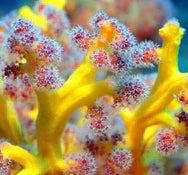 SOFT Corals