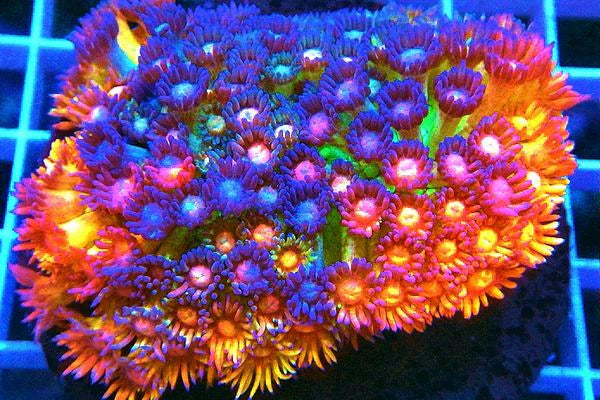 Alex's Handpicked Corals