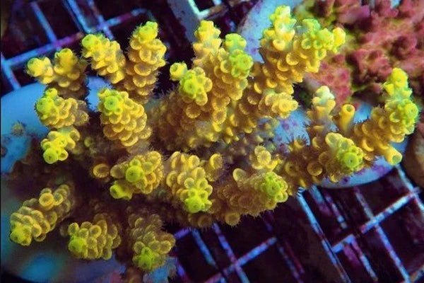 All WYSIWYG Corals - Reef Exclusive MA LLC