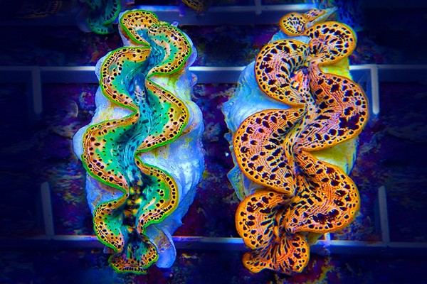 Tridacnas - Reef Exclusive MA LLC