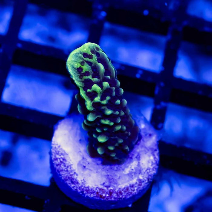 1 Montipora - Reef Exclusive MA LLC