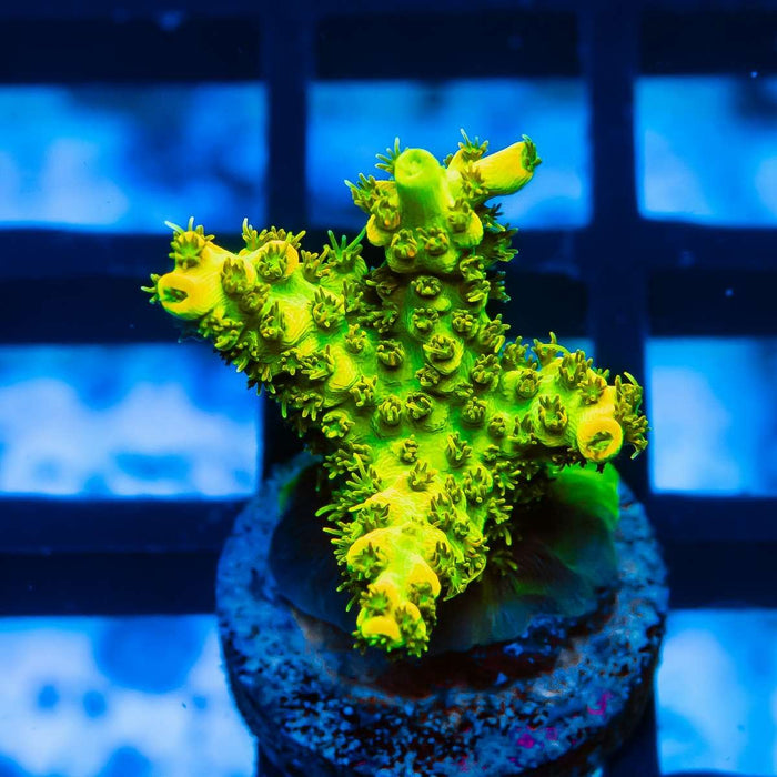 10 Acro Frag - Reef Exclusive MA LLC