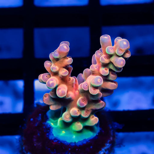 11 Acro Frag - Reef Exclusive MA LLC