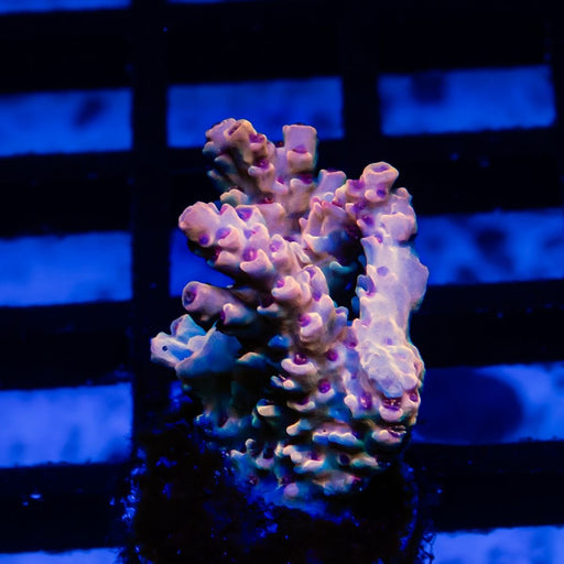 12 Acro Frag - Reef Exclusive MA LLC