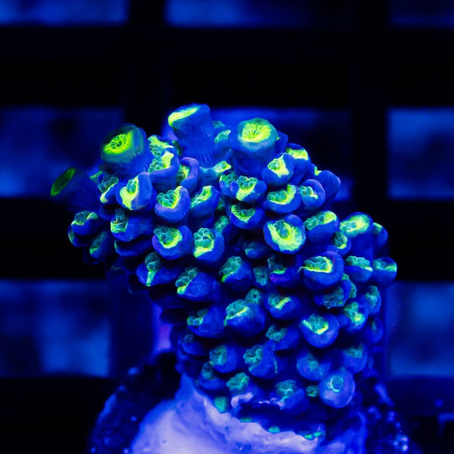 13 Acro Frag - Reef Exclusive MA LLC