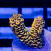 14 Acro Frag - Reef Exclusive MA LLC