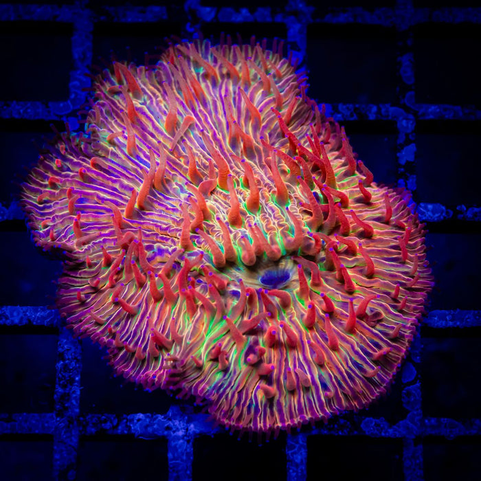 Cycloseris Coral Red