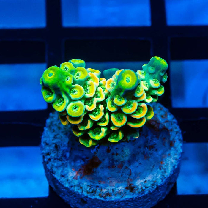 18 Acro Frag - Reef Exclusive MA LLC