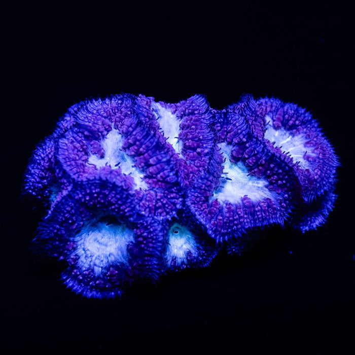 Blastomussa blue/green mini colony