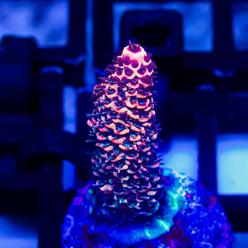 196 Acro Frag - Reef Exclusive MA LLC