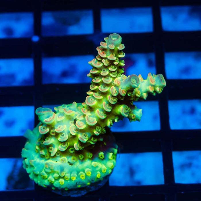 2 Acro Frag - Reef Exclusive MA LLC