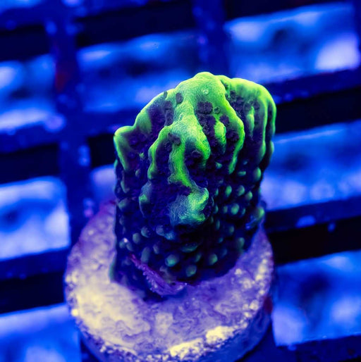 2 Montipora - Reef Exclusive MA LLC