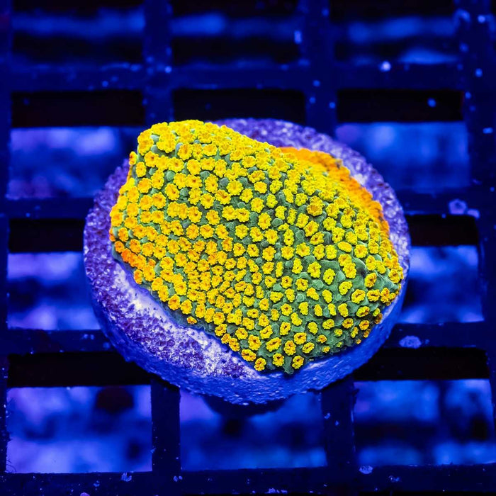 2 Rainbow Monti - Reef Exclusive MA LLC