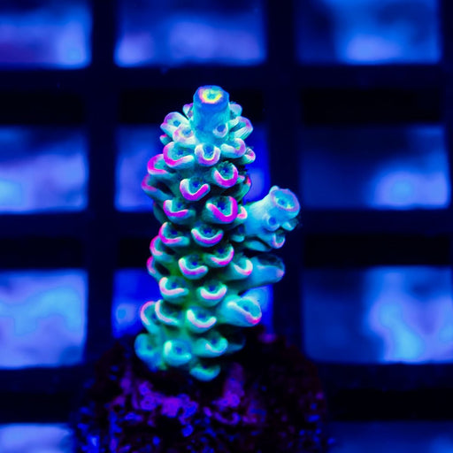 201 Acro Frag - Reef Exclusive MA LLC