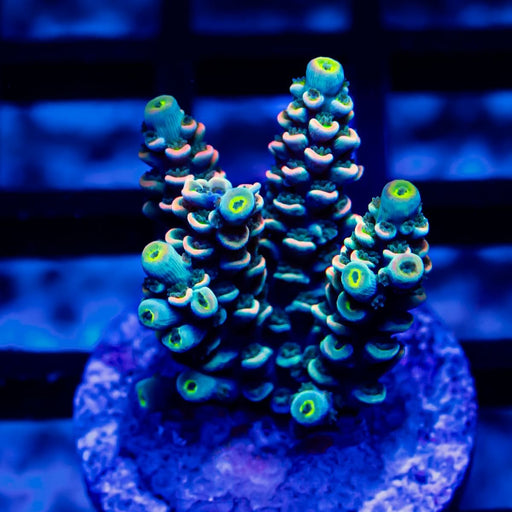 202 Acro Frag - Reef Exclusive MA LLC