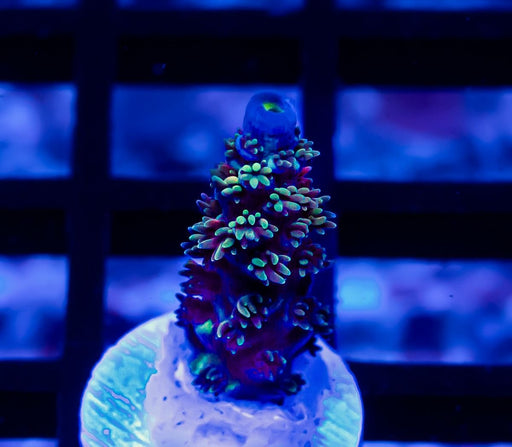 205 Acro Frag - Reef Exclusive MA LLC