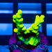 23 Acro Frag - Reef Exclusive MA LLC