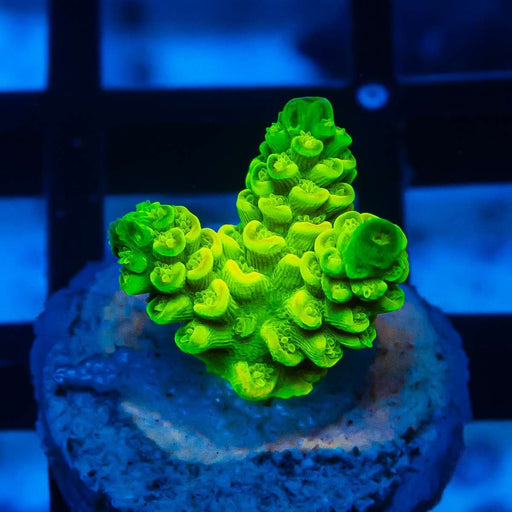 26 Acro Frag - Reef Exclusive MA LLC