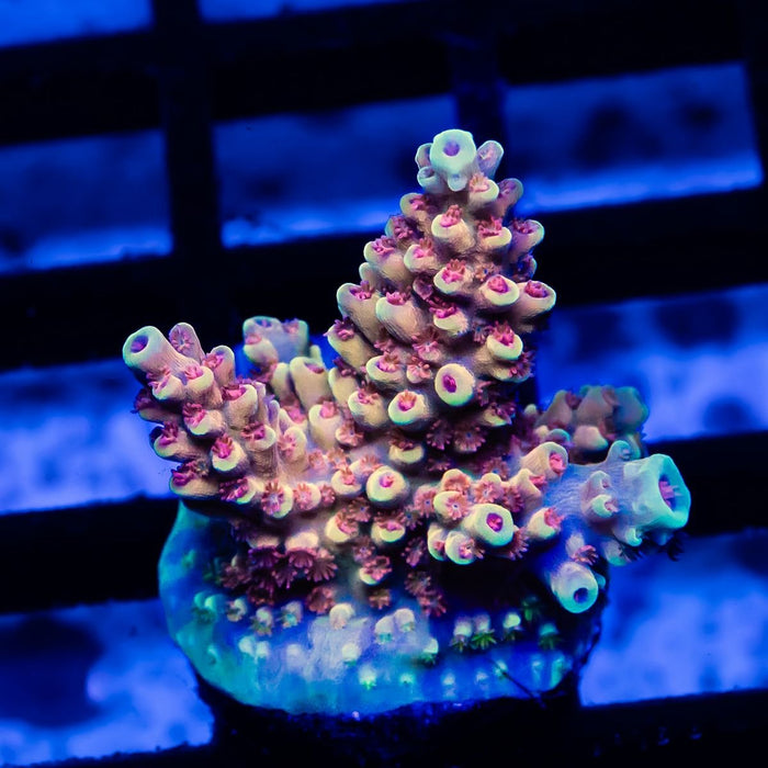 33 Acro Frag - Reef Exclusive MA LLC