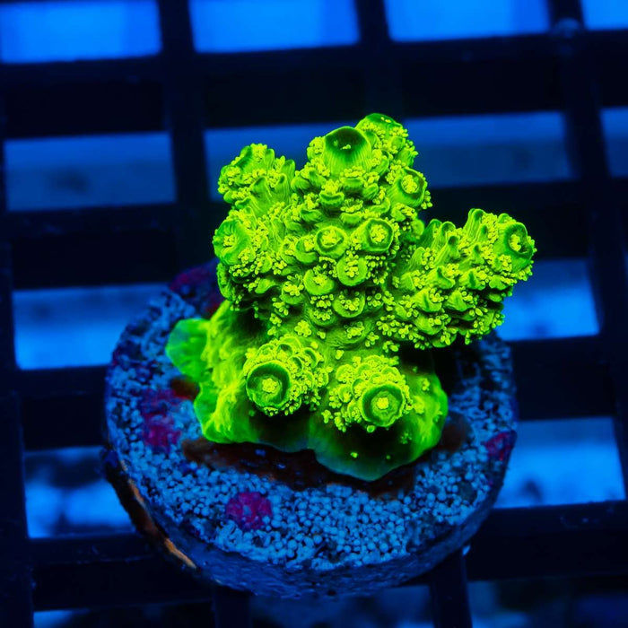 34 Acro Frag - Reef Exclusive MA LLC