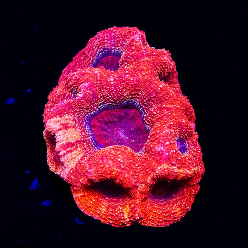 3,5x 2,5 Acanthastrea Bowerbanki - Ultra grade purple/orange eyes - Reef Exclusive MA LLC