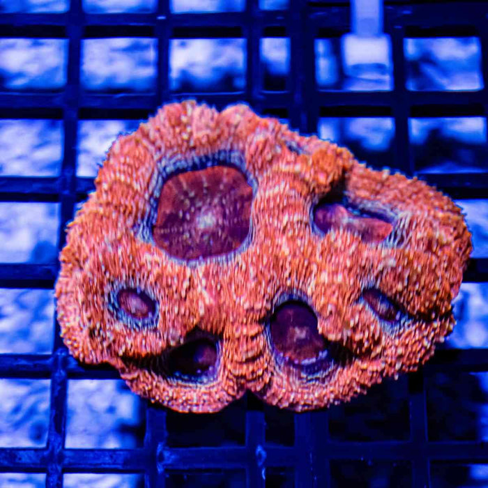 3,5x 2,5 Acanthastrea Bowerbanki - Ultra grade purple/orange eyes - Reef Exclusive MA LLC