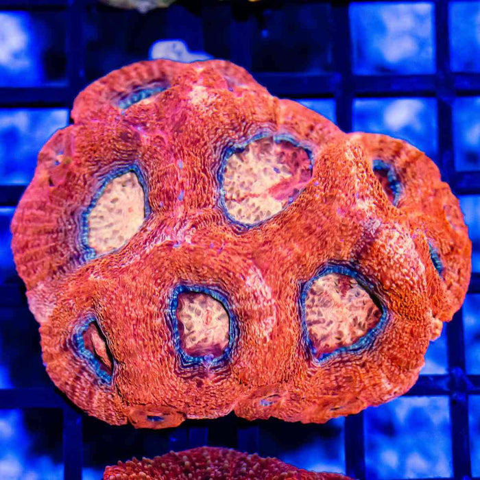 3x2 Acanthastrea Bowerbanki - Australia Red fire orange eyes - Reef Exclusive MA LLC