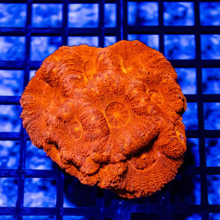 3x3 Acanthastrea Bowerbanki Red - Reef Exclusive MA LLC