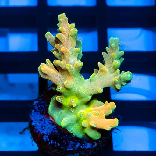 41 Acro Frag - Reef Exclusive MA LLC