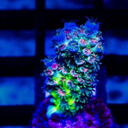 45 Acro Frag - Reef Exclusive MA LLC