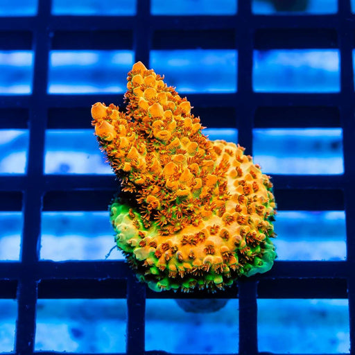 47 Acro Frag - Reef Exclusive MA LLC