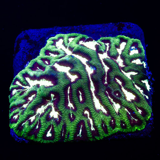 4х3 Ultra Green Silver Platygyra - Reef Exclusive MA LLC