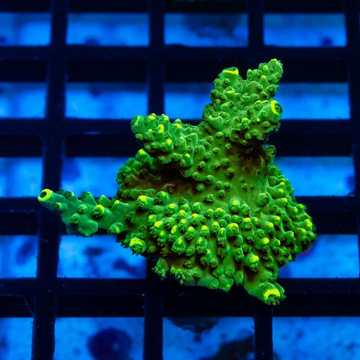 50 Acro Frag - Reef Exclusive MA LLC