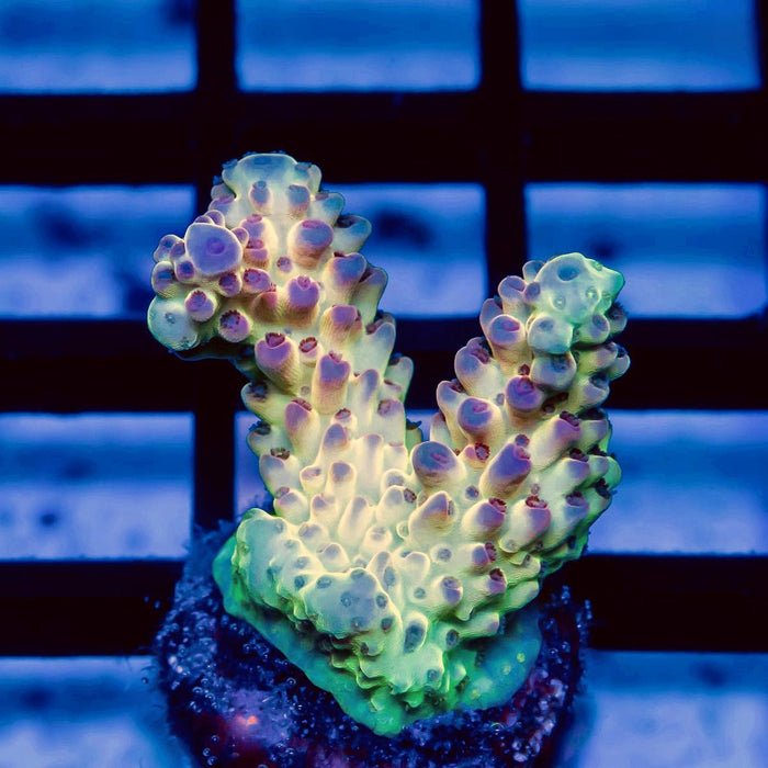 57 Acro Frag - Reef Exclusive MA LLC