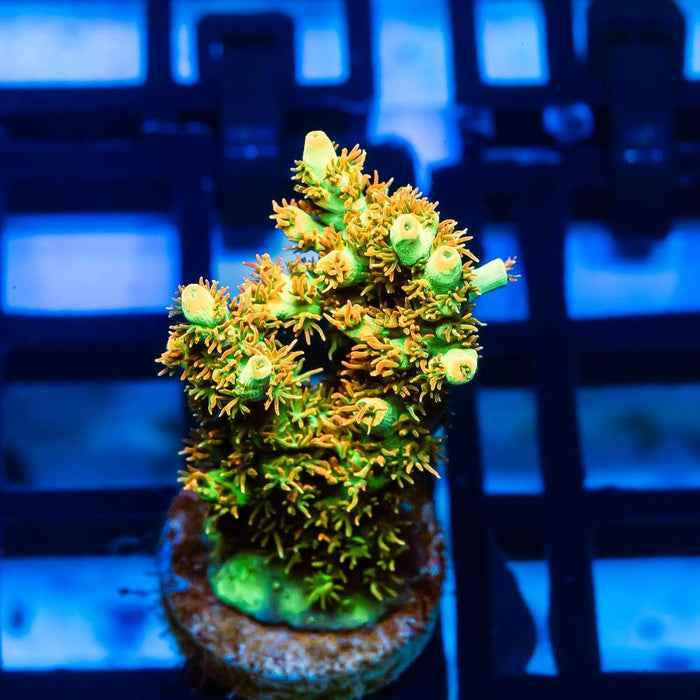 58 Acro Frag - Reef Exclusive MA LLC