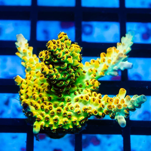 60 Acro Frag - Reef Exclusive MA LLC