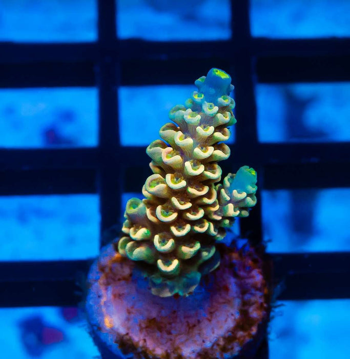 63 Acro Frag - Reef Exclusive MA LLC