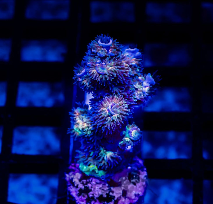 76 Acro Frag - Reef Exclusive MA LLC