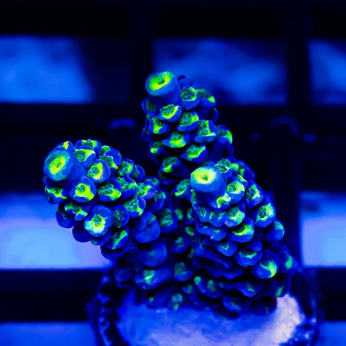 8 Acro Frag - Reef Exclusive MA LLC