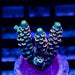 83 Acro Frag - Reef Exclusive MA LLC