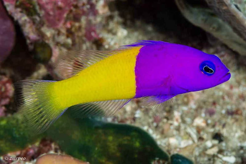 Bicolor Pseudochromis (Pictichromis Paccagnellae)