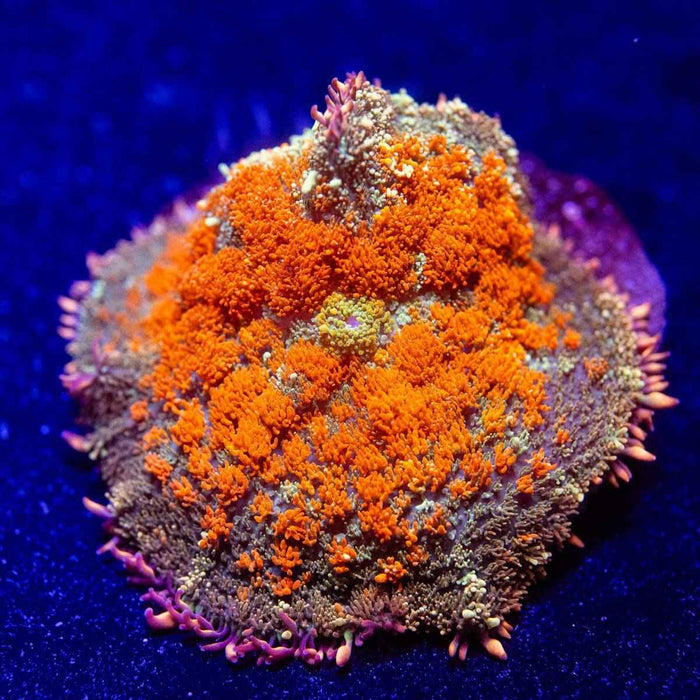 Ultra Orange Rhodactis