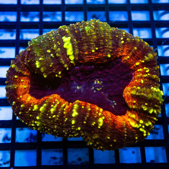 Super Bright Ultra Ausse Multicolor Lobophyllia