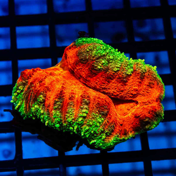 Bright Ausse Lobophyllia