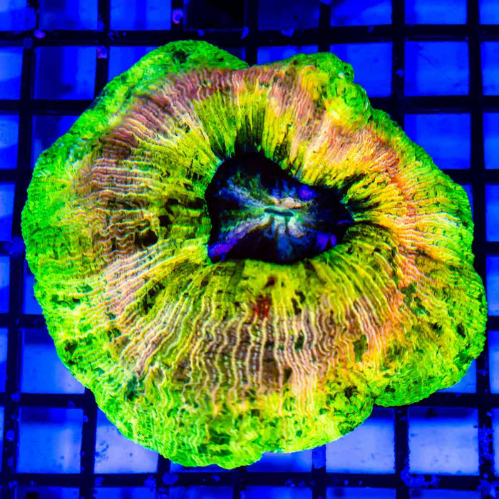 Trachyphyllia Super Ultra Green