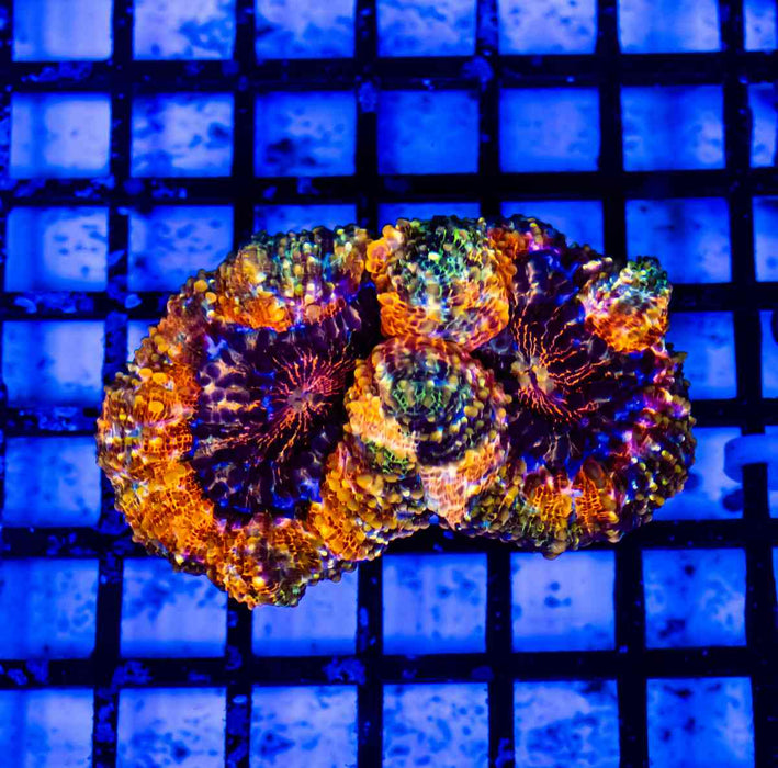 3,5х2 Super Bright Ultra Ausse Multicolor Lobophyllia